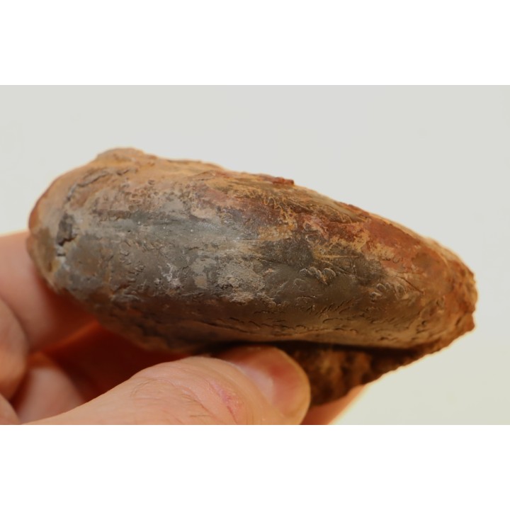 Alocolytoceras aff. germaini - TOARCIEN - Carriere Belmont - FRANCE