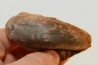 Alocolytoceras aff. germaini - TOARCIEN - Carriere Belmont - LYON - FRANCE