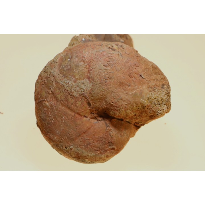 Calliphylloceras nilssoni - TOARCIEN - Carriere Belmont - LYON - FRANCE