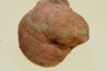 Calliphylloceras nilssoni - TOARCIEN - Carriere Belmont - LYON - FRANCE