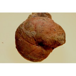Calliphylloceras nilssoni - TOARCIEN - Carriere Belmont - FRANCE