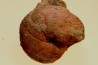 Calliphylloceras nilssoni - TOARCIEN - Carriere Belmont - LYON - FRANCE