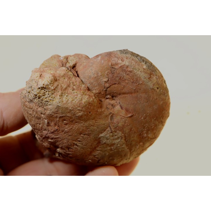 Calliphylloceras nilssoni - TOARCIEN - Carriere Belmont - FRANCE