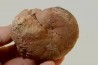 Calliphylloceras nilssoni - TOARCIEN - Carriere Belmont - FRANCE