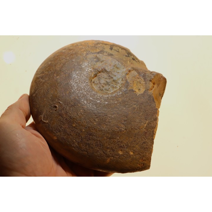 Harpoceras subplanatum - TOARCIEN - Carriere Belmont - LYON - FRANCE