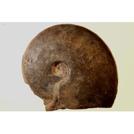 Harpoceras subplanatum - TOARCIEN - Carriere Belmont - LYON - FRANCE
