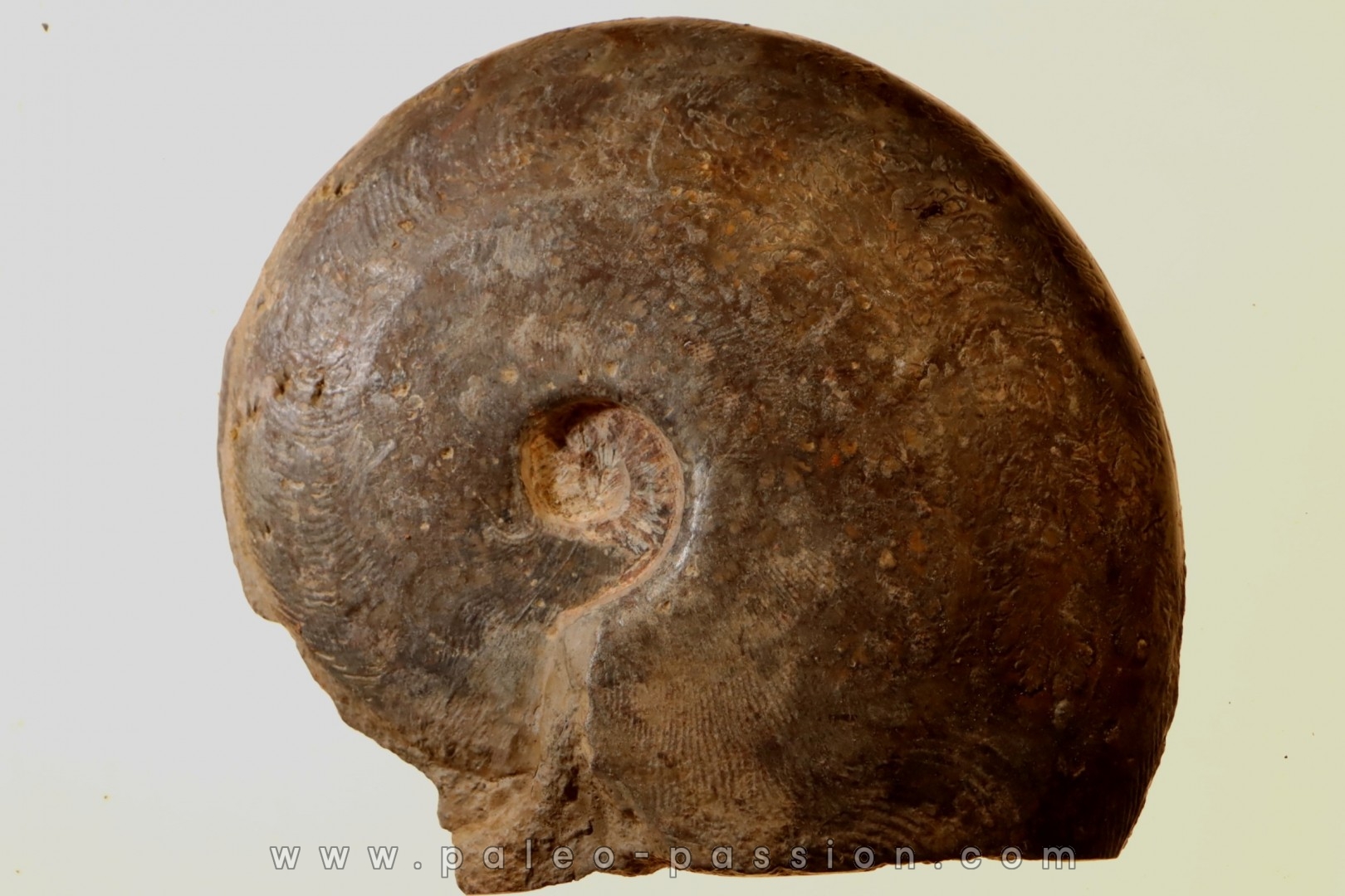 Harpoceras subplanatum - TOARCIEN - Carriere Belmont - LYON - FRANCE