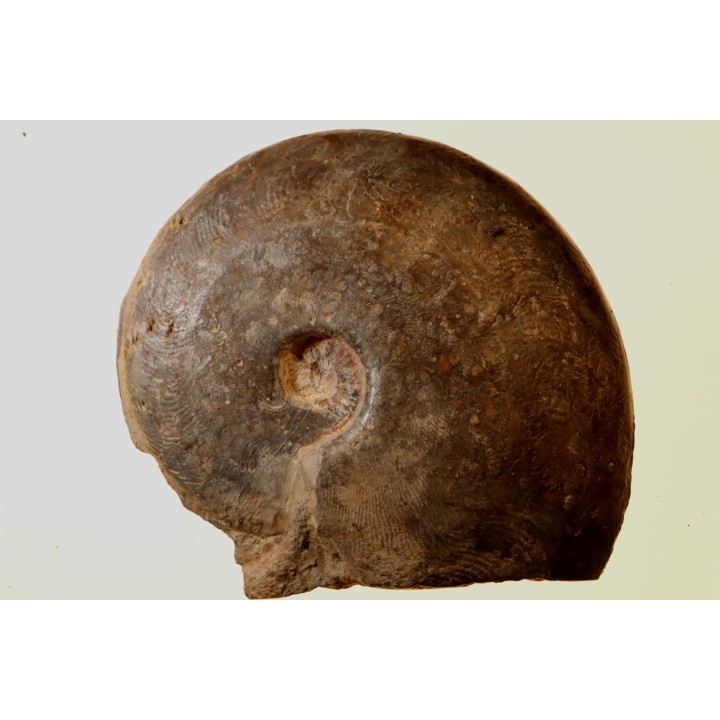 Harpoceras subplanatum - TOARCIEN - Carriere Belmont - FRANCE