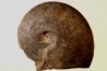 Harpoceras subplanatum - TOARCIEN - Carriere Belmont - FRANCE
