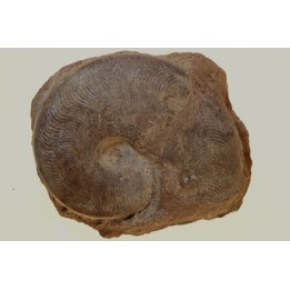 Harpoceras subplanatum - TOARCIEN - Carriere Belmont - FRANCE