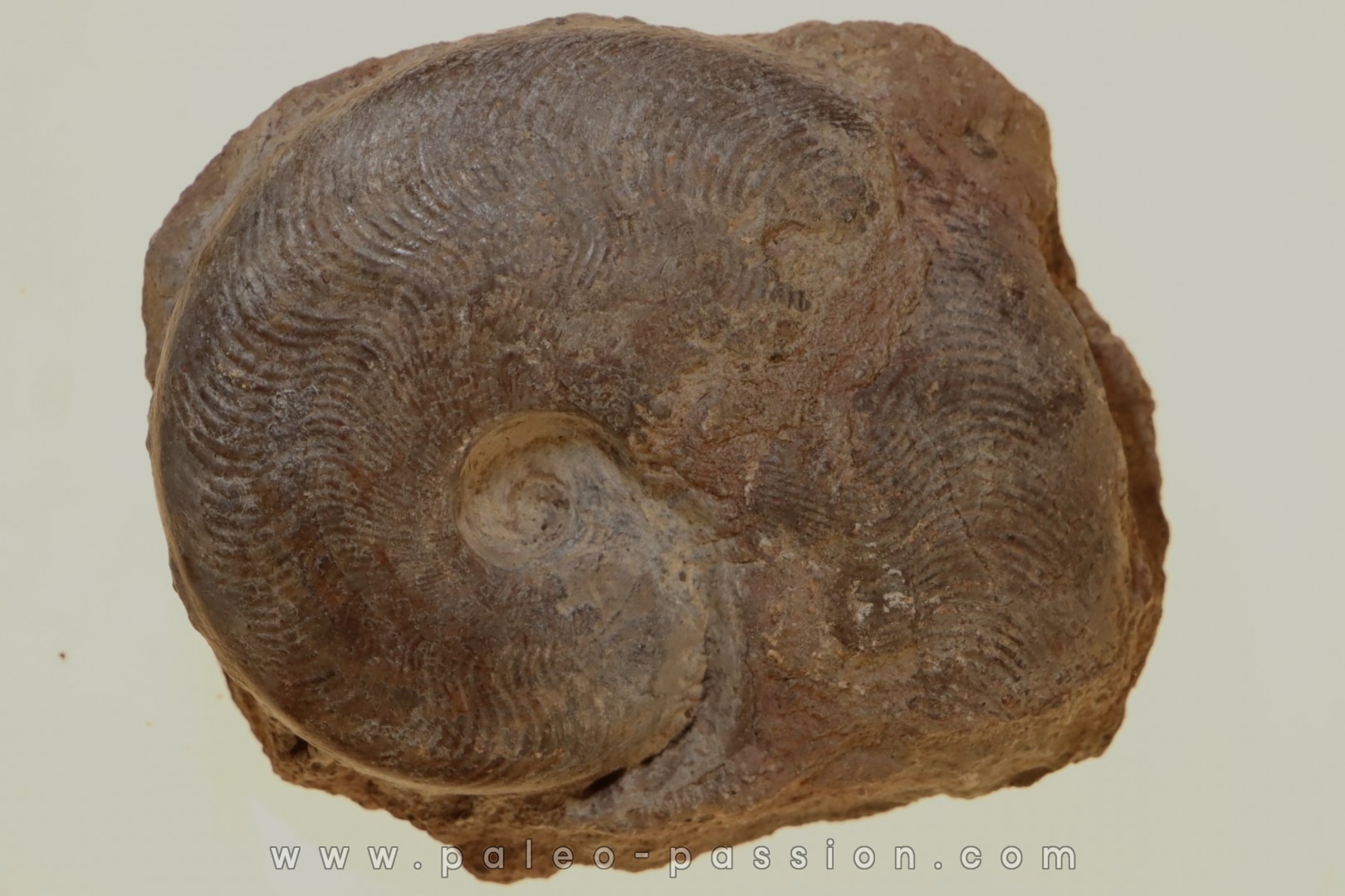 Harpoceras subplanatum - TOARCIEN - Carriere Belmont - LYON - FRANCE