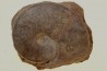 Harpoceras subplanatum - TOARCIEN - Carriere Belmont - FRANCE