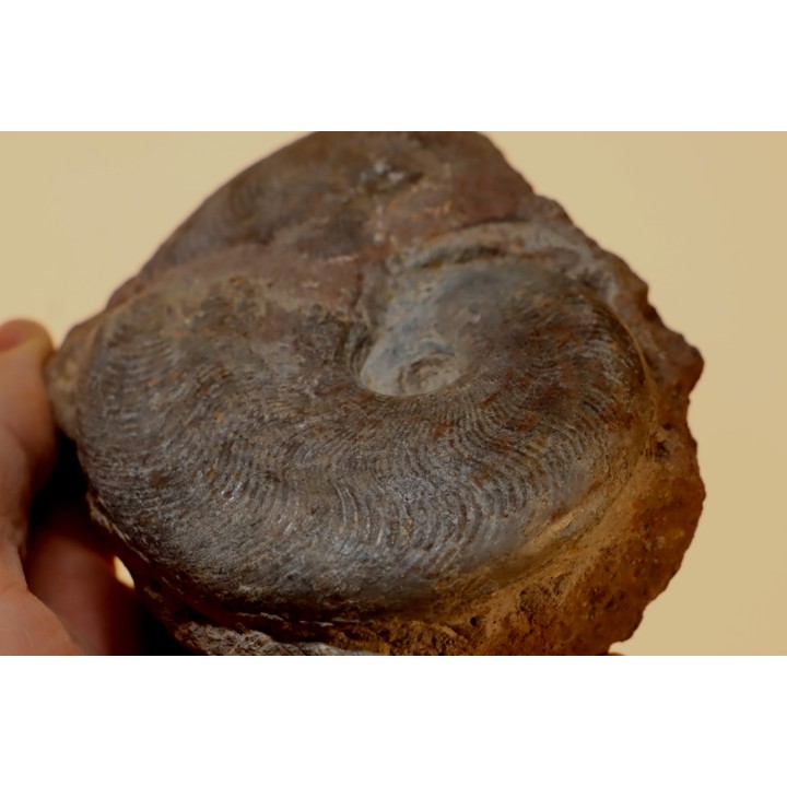 Harpoceras subplanatum - TOARCIEN - Carriere Belmont - FRANCE