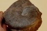 Harpoceras subplanatum - TOARCIEN - Carriere Belmont - FRANCE