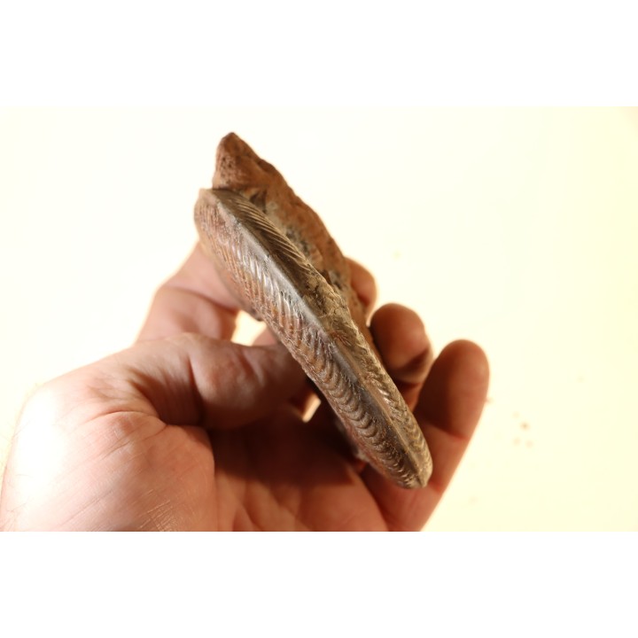 Harpoceras subplanatum - TOARCIEN - Carriere Belmont - LYON - FRANCE