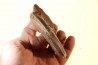 Harpoceras subplanatum - TOARCIEN - Carriere Belmont - LYON - FRANCE