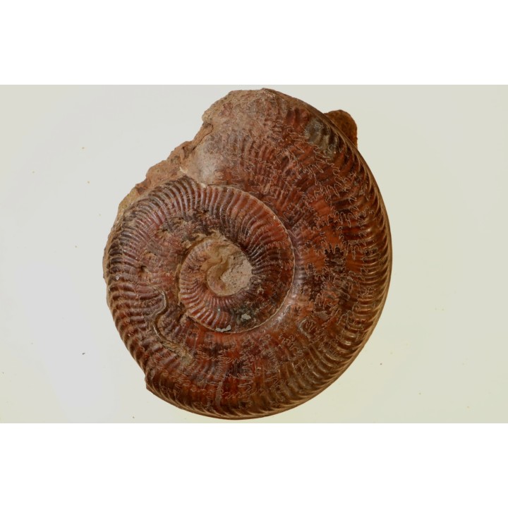 Pseudogrammoceras aff. fallaciosum - TOARCIEN - Carriere Belmont - FRANCE
