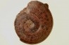 Pseudogrammoceras aff. fallaciosum - TOARCIEN - Carriere Belmont - FRANCE
