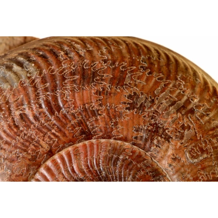Harpoceras subplanatum - TOARCIEN - Carriere Belmont - LYON - FRANCE