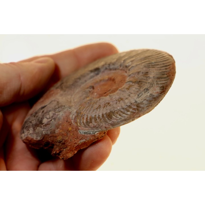 Phlyseogrammoceras dispansum - TOARCIEN - Carriere Belmont - FRANCE
