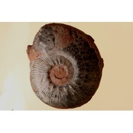 Phlyseogrammoceras dispansum - TOARCIEN - Carriere Belmont - FRANCE
