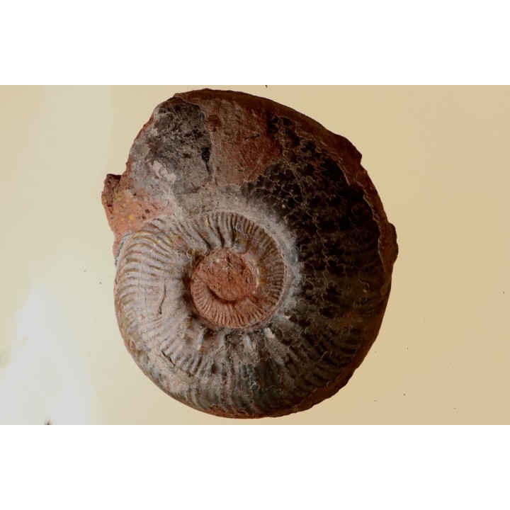 Phlyseogrammoceras dispansum - TOARCIEN - Carriere Belmont - FRANCE