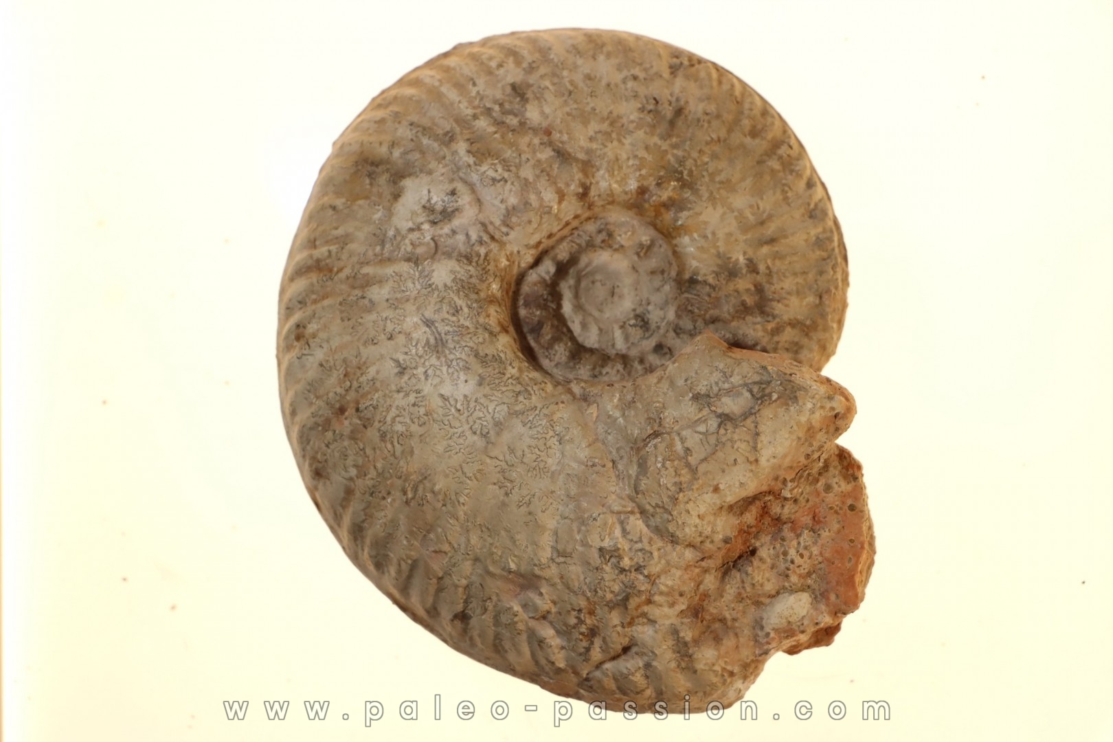 Hammatoceras aff. pachu - TOARCIEN - Carriere Belmont - LYON - FRANCE