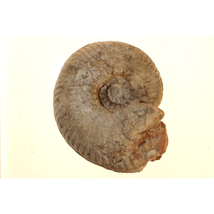 Hammatoceras aff. pachu - TOARCIEN - Carriere Belmont - FRANCE