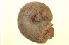 Hammatoceras aff. pachu - TOARCIEN - Carriere Belmont - LYON - FRANCE