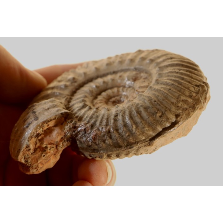 Hammatoceras aff. insigne - TOARCIEN - Carriere Belmont - LYON - FRANCE
