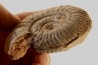 Hammatoceras aff. insigne - TOARCIEN - Carriere Belmont - LYON - FRANCE