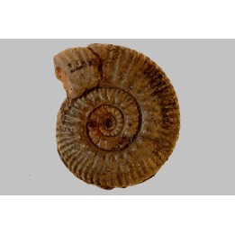 Hammatoceras aff. insigne - TOARCIEN - Carriere Belmont - LYON - FRANCE