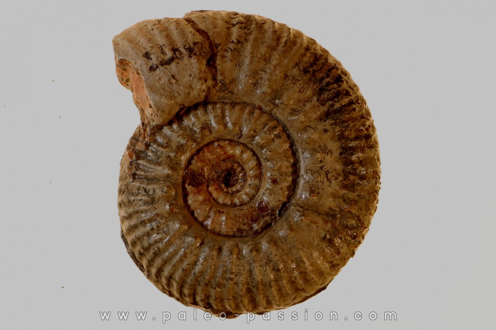 Hammatoceras aff. insigne - TOARCIEN - Carriere Belmont - LYON - FRANCE