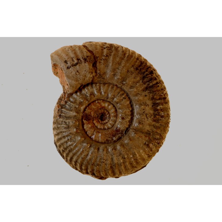 Hammatoceras aff. insigne - TOARCIEN - Carriere Belmont - LYON - FRANCE