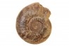 Hammatoceras aff. speciosum - TOARCIEN - Carriere Belmont - LYON - FRANCE