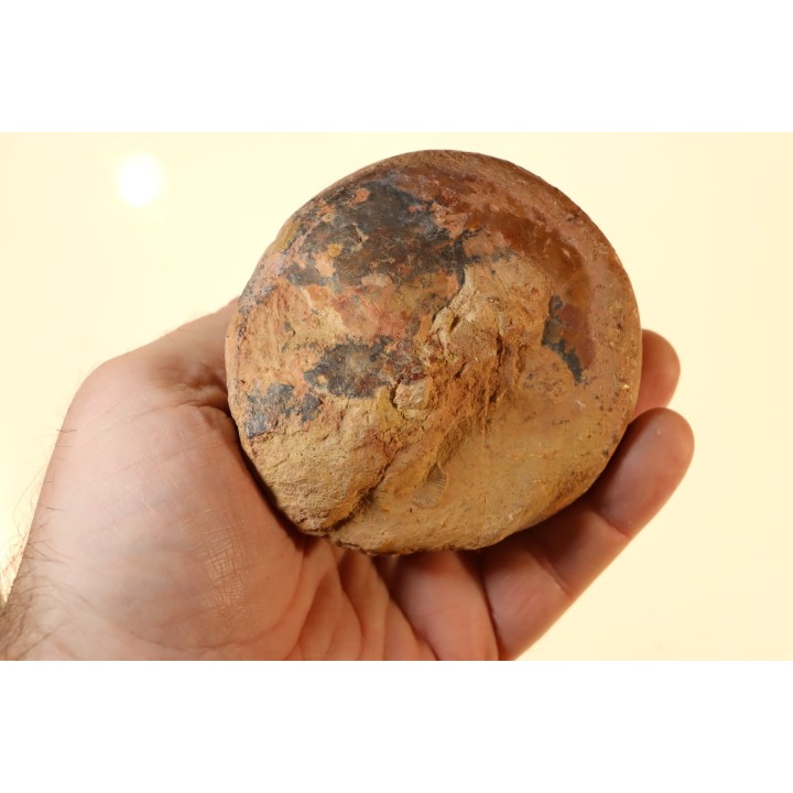Perotrochus repelinianus - Aalenien - Carriere Belmont - LYON - FRANCE