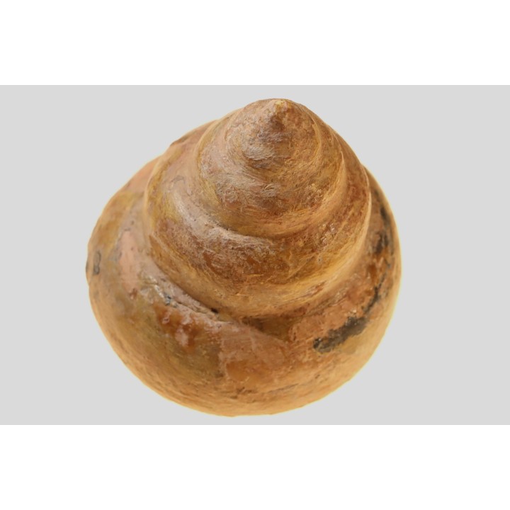 Perotrochus repelinianus - Aalenien - Carriere Belmont - LYON - FRANCE