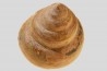 Perotrochus repelinianus - Aalenien - Carriere Belmont - LYON - FRANCE
