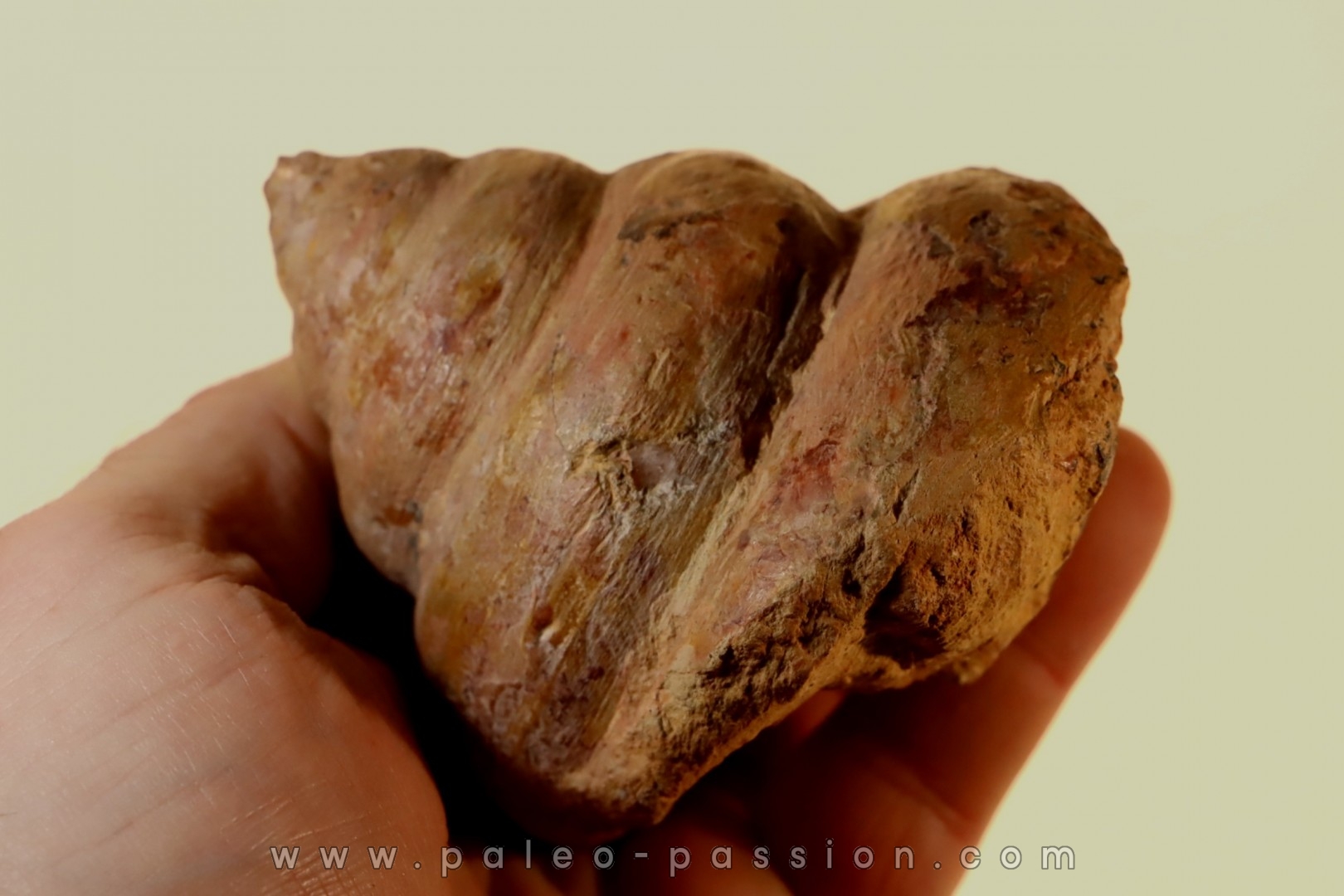 Perotrochus repelinianus - Aalenien - Carriere Belmont - LYON - FRANCE