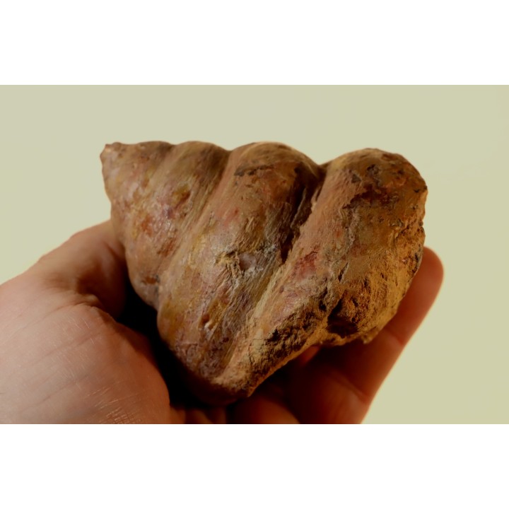 Perotrochus repelinianus - Aalenien - Carriere Belmont - LYON - FRANCE