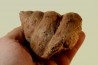 Perotrochus repelinianus - Aalenien - Carriere Belmont - LYON - FRANCE