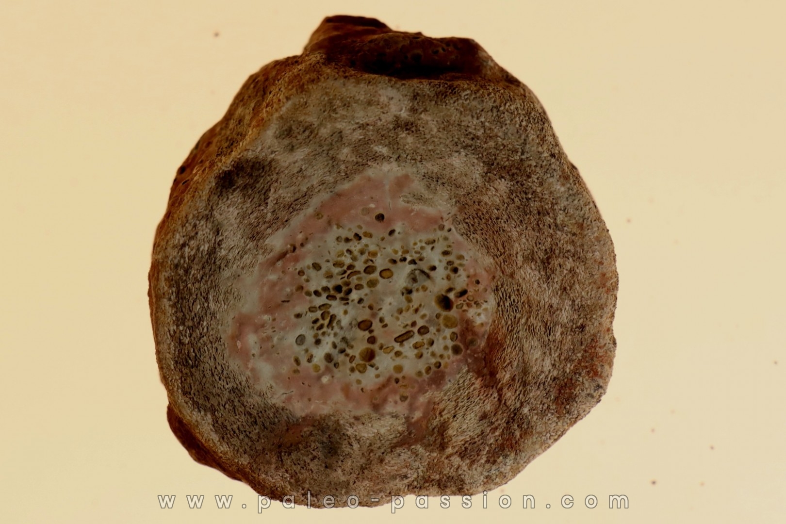 Vertèbre d'ICHTYOSAURE: STENOPTERYGIUS sp. - TOARCIEN - Carrière Belmont - FRANCE