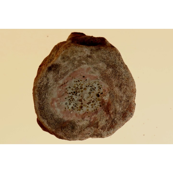 ichthyosaur vertebra : Stenopterygius