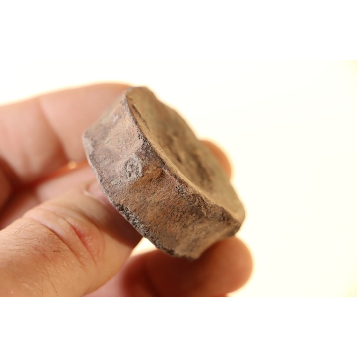 ichthyosaur vertebra : Stenopterygius