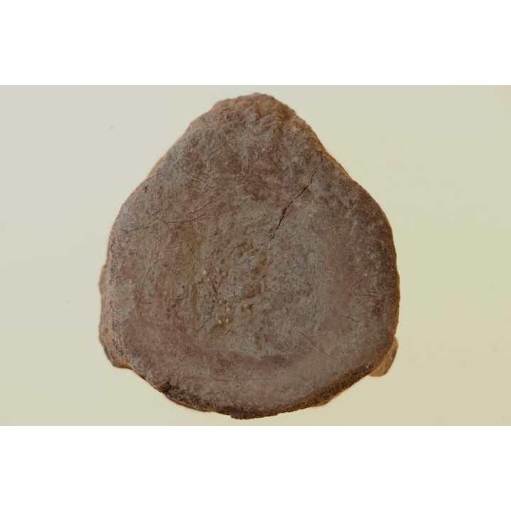 Vertèbre d'ICHTYOSAURE: STENOPTERYGIUS sp. - TOARCIEN - Carrière Belmont - FRANCE