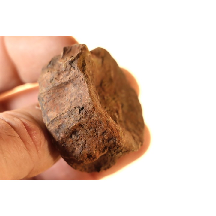 ichthyosaur vertebra : Stenopterygius