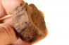 ichthyosaur vertebra : Stenopterygius