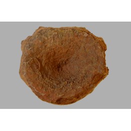 ichthyosaur vertebra : Stenopterygius