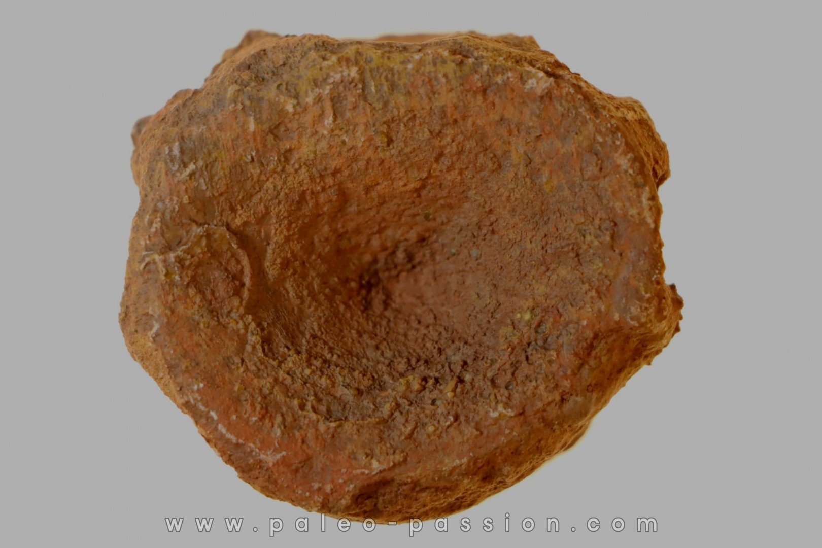 Vertèbre d'ICHTYOSAURE: STENOPTERYGIUS sp. - TOARCIEN - Carrière Belmont - FRANCE