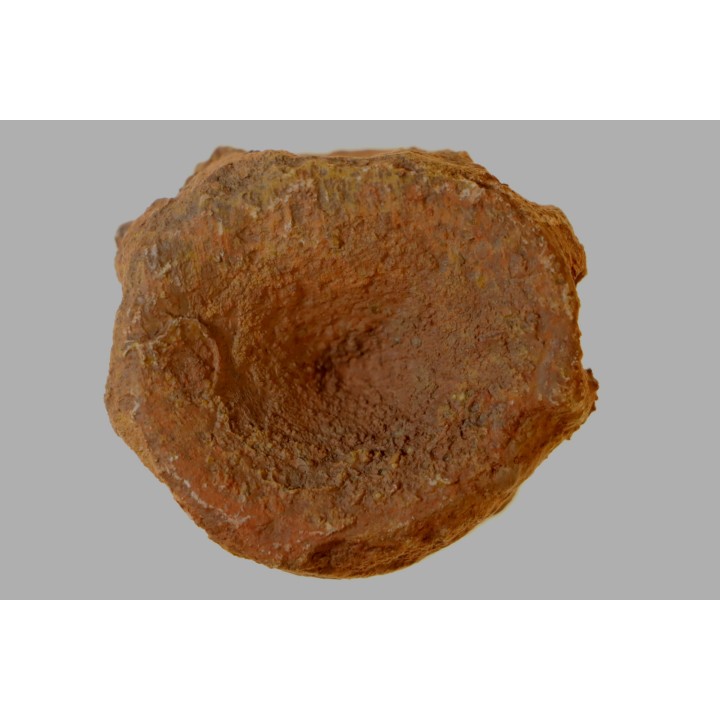 ichthyosaur vertebra : Stenopterygius